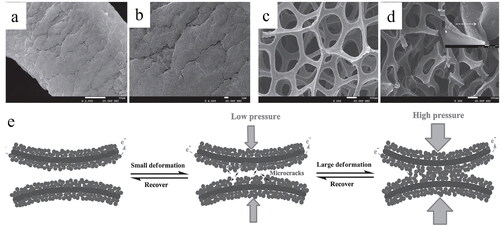 Figure 15. Morphology of CB @PU foam. (a) SEM images of the microcrack joint on a CB @PU foam after compressive pretreatment, magnification: (c) 2000× and (b) 4000×. c) SEM images of an uncompressed and (d) compressed CB @PU foam, magnification: 100×. (e) Schematic evolution of conduction paths in a CB @PU foam during continuous compression deformation. The disruption of microcrack connections in the CB layer occurred at small deformations and disrupted local conductive pathways (Middle). CB @PU backbones touched each other at large deformations, leading to the formation of further conductive pathways in the CB layer (right).[Citation222]