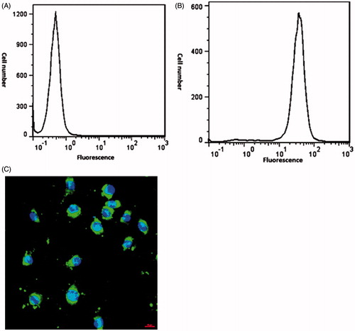 Figure 8. Cellular uptake of FITC-labelled conjugated nanostructure. (A) flow cytometry profile of control sample, (B) flow cytometry profile of conjugated sample, (C) fluorescence microscopy image of FITC-labelled conjugated nanostructure with DAPI used to stains cell nucleus.