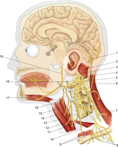 Figure 3 The cervico-cranial area: 1: lesser occipital nerve or C2; 19: cranial nerve XII; 4: cranial nerve X; 5: cranial nerve XI; 17: geniohyoid muscle; 10: phrenic nerve.AA VV, Anatomia dell’uomo, 4 ed, Edi.ermes, [Several authors, Human Anatomy, Fourth Edition, edition EdiErmes], Milano. www.eenet.it.