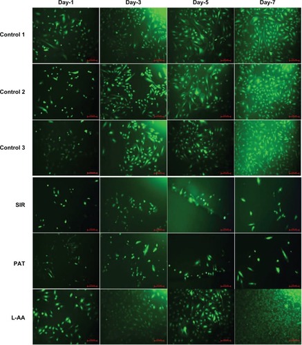 Figure 3 Fluorescence microscopy images of FDA stained ECs for L-AA, SIR, PAT, and controls (scale bar indicates 100 μm).