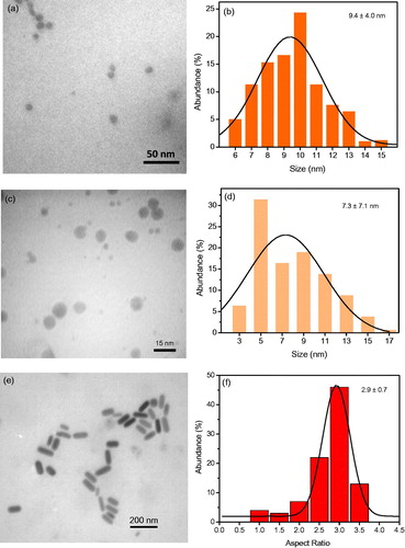 Figure 2. TEM and size distribution histogram of citrate-coated GNPs (a,b), CTAB-coated GNPs (c,d), and TEM and aspect ratio distribution histogram of GNRs (e,f).