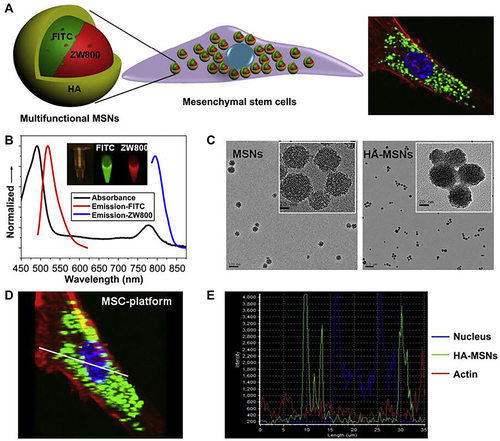 Figure 18 Schematic illustration and characterization of the stem cell-based multifunctional MSN-based platform for targeting delivery. (A) Schematic of the structure of the MSC-platform showing the internal and external layer. (B) The fluorescence properties of the MSNs. (C) TEM images of MSNs before and after HA coating. (D) and (E) 3D co-localization imaging of MSC-platform by confocal microscopy. The signal intensity (white line) of actin, particles and nucleus were quantified (E).