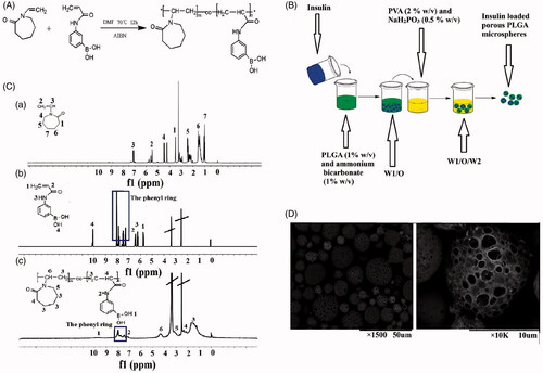Figure 1. Preparation of p(AAPBA-co-NVCL) and porous PLGA microspheres. (A) The synthesis process for p(AAPBA-co-NVCL); (B) A schematic representation of the preparation of porous PLGA microspheres; (C) 1H-NMR spectra of (a) NVCL, (b) AAPBA and (c) p(AAPBA-b-NVCL); (D) SEM images of exemplar insulin-loaded PLGA particles ((a) ×1500; (b) ×10,000)