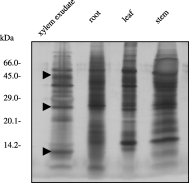 Figure 2  Sodium dodecylsulfate-polyacrylamide gel electrophoresis (SDS-PAGE) analysis of proteins in the xylem exudates and proteins extracted from the roots, stems and leaves of oilseed rape plants. Three micrograms of protein was subjected to SDS-PAGE analysis and detected using silver staining in each lane.