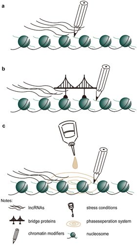 Figure 1. Possible work model for lncRNAs recruit chromatin modifiers. A. histone modifiers bind lncRNA directly. B. lncRNAs is found by a bridge protein (such as RNA-binding protein), which interacts with chromatin modifiers, then they form a super-complex maintain local chromatin landscape. C. Stress condition (as cold) prompt lncRNAs and chromatin modifiers form phase separation system, then they can easily maintain local chromatin landscape.