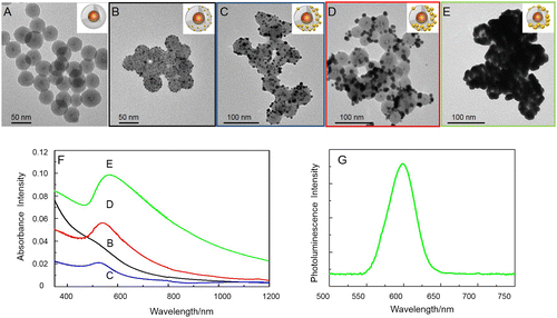Figure 3. TEM micrographs of amino-functionalized QD@SiO2 before (A), and after (B) assembly of Au seeds, and (C–E) further Au deposition; each frame shows the nanoshell at different concentrations of Au precursor solutions: 0.5 M (C), 2 M (D) and 4 M (E) The UV-vis-NIR absorbance spectra of samples C–E are reported in panel F (each suspension has been diluted 1:5 in order to reduce scattering contribution to the absorption). Emission spectra of sample in Figure 3(E) (λex=400 nm).