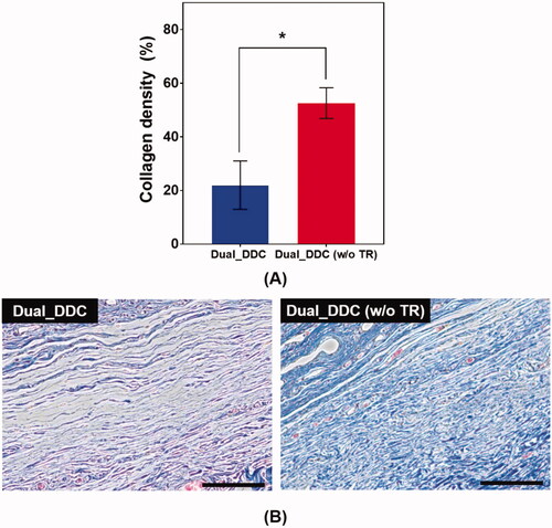 Figure 8. Evaluation of (A) collagen density and (B) representative images of Masson’s trichrome (MT)-stained tissues biopsied 30 days after DDC implantation. Error bars represent the standard deviation (n = 25). *Statistically significantly different between Dual_DDC and Dual_DDC (w/o TR) (p<.05). The scale bars are 200 μm.