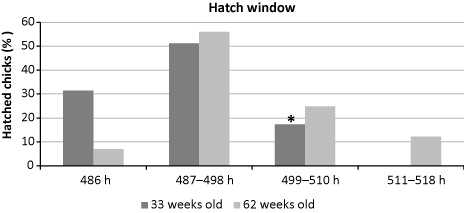 Figure 1. Hatch window results of flocks at different ages (33 and 62 weeks old). *The hatching process was completed in 510 h in 33 weeks old age breeder flock.