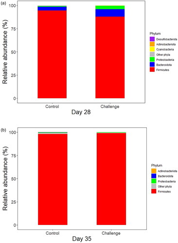 Figure 3. Effect of C. jejuni challenge on the ileal microbiota at the phyla level on days 28 and 35. Day-old broilers were randomly allocated into two treatments: Control or challenge (n = 6). Birds in challenge groups received 1 × 108 CFU/bird of C. jejuni or mock challenge (PBS) via oral gavage. On days 28 (a) and 35 (b) of age, the relative abundance of microbiome composition at phylum level were computed.