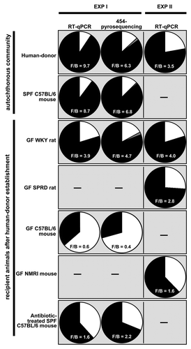 Figure 6. Firmicutes/Bacteriodetes ratio as determined by either RT-qPCR or 454-pyrosequencing of each group of animals or representative animal of the recipient rodent models, respectively. Black wedges represent Firmicutes; white wedges represent Bacteroidetes and gray wedges collectively represent Proteobacteria and Actinobacteria. The Firmicutes/Bacteroidetes (F/B) ratio is given. However, when the RT-qPCR data are presented, a modified F/B ratio is given as this data only considers those Firmicutes and Bacteriodetes targeted here by these primer sets and not necessarily all possible Firmicutes and Bacteriodetes in the sample.