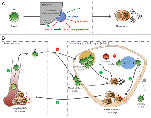 Figure 1. An autophagy-dependent cytoprotective trade-off between Ig synthesis and viability in PC ontogenesis. Autophagy limits ER expansion under pharmacological stress in yeast. We found a similar regulation in mammalian physiology: an ATG5-dependent negative control of the ER in PCs, which discloses a novel mechanism and an unanticipated immune function for autophagy. (A) During PC differentiation, autophagy restricts the secretory capacity, reducing ER stress signaling and the expression of the PC key transcriptional regulators, sXBP-1 (spliced form of XBP-1) and PRDM1/Blimp-1, as well as the production of antibodies, while sustaining ATP and viability. (B) Autophagy is essential in PC ontogenesis. Previously shown to be involved in early B cell development (1), but dispensable for the maintenance of most mature B cells (2), we now prove autophagy necessary for T-independent (3) and T-dependent (4) primary antibody responses. Moreover, we find autophagy dispensable in germinal center (GC) B cells (5), but required to maintain the long-lived memory PC pool in the BM (6). Thus, our study proves autophagy essential across PC ontogenesis.