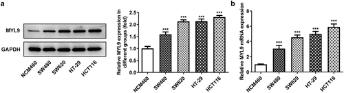 Figure 1. MYL9 expression was elevated in colorectal cancer cell lines. (a-b) Detection of MYL9 protein and mRNA expression in several colorectal cancer cell lines (SW480, SW620, HT-29 and HCT116) and human normal intestinal epithelium cells (NCM460) using Western blotting and RT-qPCR. ***P < 0.001 vs. NCM460.