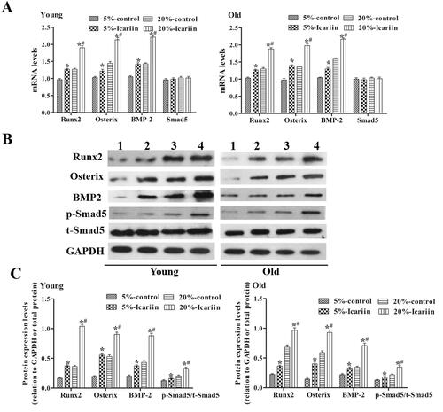 Figure 7. Icariin activated the BMP-2/Smad5/Runx2 pathway in rBMSCs from young and old rats. (A) RT-qPCR was performed to detect the mRNA expression levels of Runx2, Osterix, BMP-2 and Smad5. GAPDH was used as the control. (B) The expression levels of Runx2, Osterix, BMP-2, p-Smad5 and t-Smad5 proteins were detected by Western blotting. (1) 5% icariin-control group, (2) 5% icariin-containing group, (3) 20% icariin-control group and (4) 20% icariin-containing group. (C) The relative expression levels of Runx2, Osterix, BMP-2, p-Smad5 and t-Smad5 were calculated by normalizing to the levels of GAPDH. Data are represented as the means ± SD (n = 4). *p< 0.05 vs. its icariin-control group. #p< 0.05 vs. the 5% icariin-containing group.