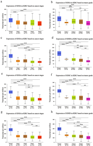 Figure 2. Relationship between expression of SDH with individual cancer pathological stages and histologic grades of ccRCC patients. ★P < 0.05, ★★P < 0.01, ★★★P < 0.001 versus indicated groups.