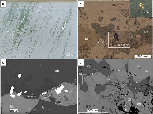 Figure 5. Representative images of D1–2 assemblages for sample TH46 from the amphibolite calc-silicate unit. (a) Scanned image of the polished thin-section showing amphibole-rich calc-silicate including hornblende–actinolite (hbl–act) intercalated with quartz–plagioclase (qtz–plg) that aligned with the S1 fabric (Le et al., Citation2021a). (b) Weakly foliated D1–2 Au-bearing hornblende (hbl) in amphibole-rich calc-silicate overprinted by D3 hydrothermal events that caused fine-grained gold to remobilise along grain boundaries (inserted image from the white box) where it is associated with sericite (ser) and clay (cla) alteration. (c) Diopside grain (cpx, marked by irregular white line) containing Au (inset from the white box) and actinolite inclusion (act), which appears to occur with hornblende (hbl) during D1–2 event and is overprinted by D3 hydrothermal events that are evidenced by sericite and clay (ser/cla) alteration. (d) SEM images of gold (Au) inclusions in scapolite (scp) and diopside (cpx) in amphibole-rich calc-silicate, sample TH46. The area enclosed in the white box is enlarged in the insert and shows a gold inclusion in clean diopside.