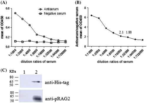 Fig. 4. Titer determination of polyclonal antibodies by ELISA and western blot analysis of the purified recombinant RAG2 protein. (A) After the last immunization, absorbance values of the anti-serum was taken and diluted at different rates. (B) The ratio of anti-serum absorbance values at 450 nm compared to negative serum. (C) Western blot analysis of the purified recombinant RAG2 protein lane 1: negative control; lane 2: purified recombinant protein.