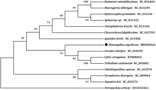Figure 1. Phylogenetic tree showing the relationship between Smaragdina nigrifrons and 13 other beetles based on neighbor-joining method. Beetle determined in this study was labeled with black diamond. Tetrancychus urticae was used as an outgroup. GenBank accession numbers of each species were listed in the tree.