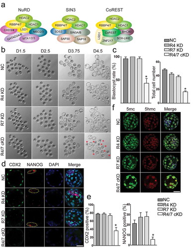 Figure 8. Rbbp4 and 7 deficiency leads to similar phenotypes as in Hdac1/2 cKD embryos. (a) Hdac1, Hdac2, Rbbp4, and Rbbp7 are core components in several epigenetic complexes: NuRD, Sin3, and CoREST. (b) Developmental potential of embryos lacking Rbbp4 and/or Rbbp7. Three replicates were conducted with 15–20 embryos analysed per group per replicate. (c) Blastocyst rate and cell counting analysis of the experiment in panel B. (d) Both CDX2 and NANOG were diminished in Rbbp4 and 7 cKD embryos. (e) CDX2 or NANOG positive blastomeres were reduced in Rbbp4 and 7 cKD embryos. (f) Immunostaining analysis of 5mc and 5hmc.