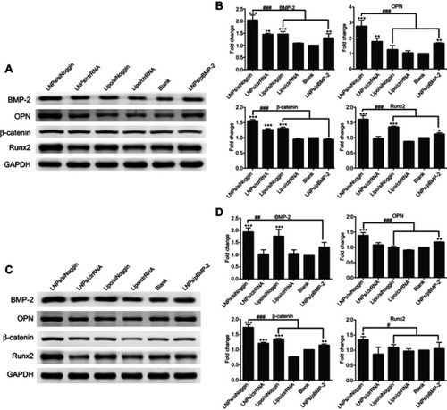 Figure 7 Effects of siNoggin and pBMP-2 treatment on expression of osteogenic-related proteins on day 3 (A, B) and 7 (C, D). (A, C) Representative Western blots of each protein. (B, D) Semiquantitative expression of BMP-2, OPN, β-catenin, and Runx2 proteins by ImageJ software.Notes: *P<0.05, **P<0.01 and ***P<0.001 vs the blank group. #P<0.05, ##P<0.01 and ###P<0.001. The error bars represent the mean±SD (n=3).Abbreviations: LNPs, lipopolysaccharide-amine nanopolymersomes; lipo, lipofectamine3000.