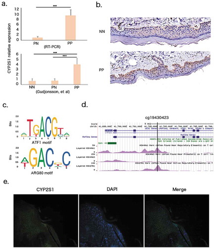 Figure 2. CYP2S1 gene expression in psoriatic tissues. (a)Validation of CYP2S1 gene expression with RT-PCR and public datasets. (b) Immunohistochemistry (IHC) revealed upregulation in psoriatic tissues. (c) Cg19430423 located within binding motif of ATF1 and ARG80 transcription factor. (d) Cg19430423 within active enhancer marked by H3K4Me1 and H3K27AC peaks. (e) Immunofluorescence (IF) indicated CYP2S1 expressed in cytoplasma of both basal and suprabasal keratinocytes