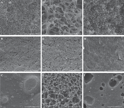 Figure 5 Scanning electron micrographs of (a) CC, (b) WPI, (c) CC/WPI, (e) FPI, (e) EA, (f) SPI, (g) CC/FPI, (h) WPI/EA, and (i) WG.