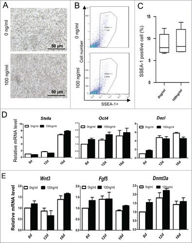 Figure 9. ActA has no effect on PGCLCs formation from Smad3 knockout mouse SDSCs. (A) Co-cultured of PGCLCs that derived from Smad3 knockout mouse SDSCs with 0 or 100 ng/ml ActA for 12 days. (B and C) FACS analysis of SSEA-1 positive cells. Treatment with ActA has no obvious effects on PGCLC formation. (D) Expression levels of PGC markers, Stella, Oct4 and Dazl did not increase obviously with ActA treatment compared with control. n = 3. (E) Expression levels of epiblast markers Wnt3, Fgf5 and Dnmt3a did not increase obviously with 100 ng/ml ActA treatment in PGCLCs that derived from Smad3 knockout mouse SDSC and co-cultured for 12 days compared with control. n = 3.