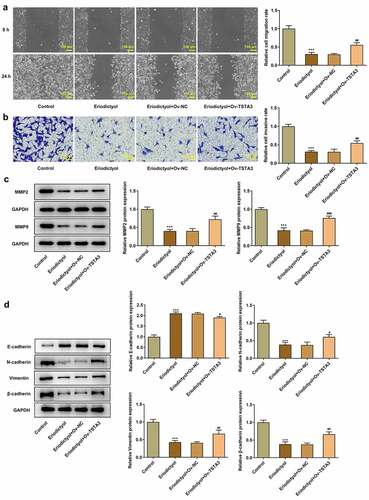 Figure 5. Overexpression of TSTA3 reverses the inhibitory effects of eriodictyol on migration, invasion, and EMT of CRC cells. HCT116 cells receiving eriodictyol treatment were transfected with Ov-TSTA3 or Ov-NC. (a) Wound healing assay was employed to detect CRC cell migration. (b) Transwell invasion assay was employed to detect CRC cell invasion. (c) Western blot analysis was employed to detect the levels of MMP2 and MMP9 in CRC cells. (d) Western blot analysis was employed to detect the levels of E-cadherin, N-cadherin, Vimentin, and β-cadherin in CRC cells. *** p < 0.001 versus Control; # P < 0.05, ## P < 0.01, ### P < 0.001 versus Eriodictyol + Ov-NC.