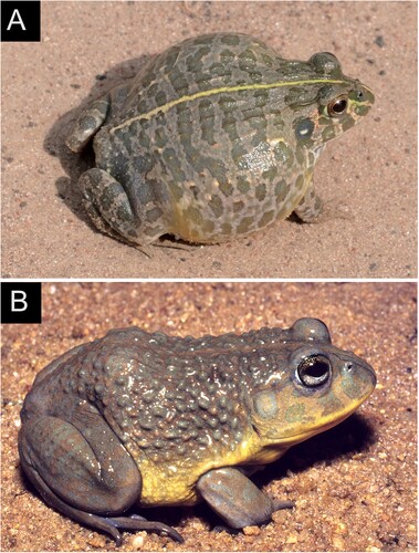 Figure 2. Males of Pyxicephalus ‘edulis west’ (A) from Senegal (photo JF Trape) and P. angusticeps (B) from Beira, AMNH A-190102 (photo A Channing).