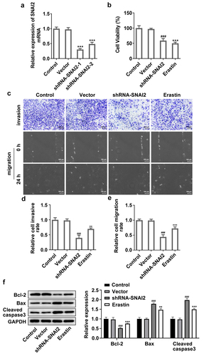 Figure 3. The effect of SNAI2 knockdown on cell migration, invasion and apoptosis in SKOV3 cells. (a) SKOV3 cells were transfected with shRNA-SNAI2-1/2 and its control (vector), and the mRNA level was detected using qRT-PCR 48 h after transfection. ***p < 0.001 vs vector. SKOV3 cells were transfected with shRNA-SNAI2 or vector, or received erastin treatment (30 μM). The (b) cell viability, (c-e) invasion and migration of different groups were analyzed by CCK-8, Transwell and wound-healing assays, respectively. (f)The protein expression level of Bcl-2, Bax and cleaved caspase3 was determined by Western blot assay. **p < 0.01, and ***p < 0.001 vs control; ###p < 0.001 vs vector.