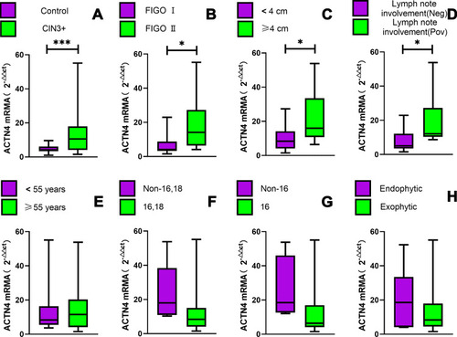 Figure 2 The relative expression of ACTN4 mRNA in cervical tissues with different cervical severity and clinicopathologic variables. (A–H) The Mann–Whitney test was used to analyse significant differences between the purple and green groups; (B–H) ACTN4 mRNA was detected in women with CC. *P<0.05,***P<0.001.