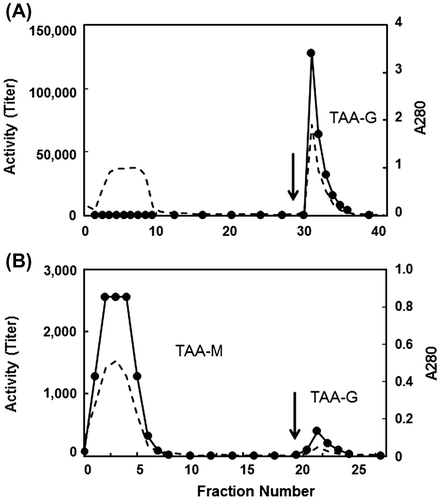 Fig. 1. Affinity chromatographic purification of the two fractions separated on mannose-agarose.Notes: A, the flow through fraction on mannose-agarose was purified on melibiose-agarose (2 mL); B, the adsorbed fraction on mannose-agarose (2 mL) was purified on melibiose-agarose. The arrow indicated the starting position of elution with 60 mM melibiose. Protein amount corresponding to 0.35 g seeds was purified on the column. Collected volumes were 2.0 mL for fraction number 1–15, and 1.0 mL for fraction number 16~. Circle, hemagglutination activity and broken line, absorbance at 280 nm.
