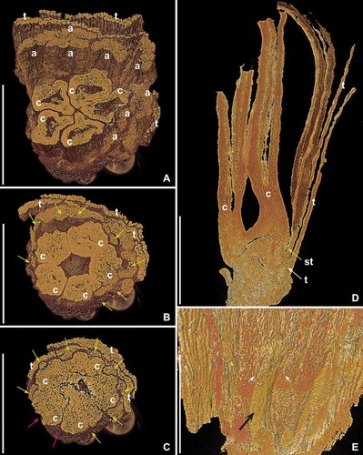 Figure 3. SRXTM volume renderings of Kenilanthus marylandensis gen. et sp. nov., sections of the flower from the Early Cretaceous (early–middle Albian) Kenilworth locality, Maryland, USA; holotype and only specimen (PP54087; sample Kenilworth 174). A–C. Oblique transverse views of flower at different levels from middle part of flower towards base (A, cut at orthoslice xy1121; B, cut at orthoslice xy1827; C, cut at orthoslice xy2097) showing transverse sections of broad tepals (t), anthers (a) and carpels (c); eight filaments are seen in transverse section in the basalmost section (C, yellow arrows); based on the position of the eight stamens, the likely positions of the two missing stamens are indicated (red arrows). Note different dimensions of stamens at different levels; (A) shows a transverse section through the middle part of anthers; (B) shows a transverse section of anthers near the point of attachment to the filaments; (C) shows transverse sections of filaments below the point of filament-anther attachment. D. Longitudinal section of flower (orthoslices xz490–510) showing dome-shaped receptacle with attachment of tepals (t) below the elongated stamens (st), and two of the five free carpels in the centre (c); note broad, oblique bases of the carpels. E. Inner surface of androecium showing short filament (black arrow) and base of the two thecae of the corresponding anther (white arrows). Scale bars – 500 µm (A–D), 250 µm (E).