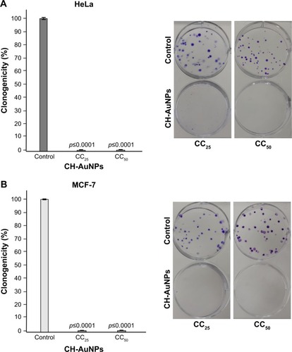 Figure 4 Clonogenic assay shows the long-term effects of CH-AuNPs treatment of HeLa and MCF-7 cells.Notes: HeLa (A) and MCF-7 (B) cells were treated with CC25 and CC50 of CH-AuNPs for 24 hours, the number of colonies formed on the culture plate 10 days after treatment was expressed as surviving fractions. Data are reported as percentage of colonies compared with untreated control (left). Photograph of petri-dish of a representative experiment is shown (right).Abbreviations: CH-AuNPs, chitosan gold nanoparticles; CC25, concentration required to reduce cell viability by 25%; CC50, concentration required to reduce cell viability by 50%.