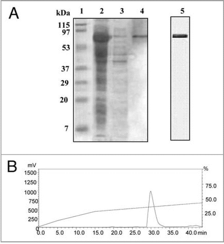 Figure 4 (A) SDS-PAGE analysis of purified recombinant PgHsp70 protein. PgHsp70 carrying a N-terminal hexahistidine tag was overproduced in pET-28a(+) and purified by Ni2+ NTA affinity chromatography. Lane 1 is molecular mass markers; the sizes (in kDa) are indicated adjacent (left side) to the gel. Lane 2 IPTG-induced supernatant fraction containing enriched PgHsp70 protein (70 kDa). Lane 3 is un-induced protein PgHsp70, Lane 4 is Ni2+ NTA purified PgHsp70. The gel containing lanes 1–4 is stained with Coomassie Brilliant Blue. Lane 5: the purified PgHsp70 protein was run on another gel and silver stained. (B) Reconfirmation of PgHsp70 purity by the reverse-phase-HPLC analysis (detector: 280 nm) on C18 (Phenomenex, C18, 5 μM 1.D. 250 × 4.6 nm) using aceto-nitrile (0.1% TFA)/water (0.1% TFA) gradient 0−15 min at the rate of 2% min−1 solvent; 15 to 45 min 0.5% min−1 solvent at a flow rate of 1.0 ml min−1.