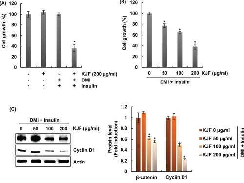 Figure 5. Inhibitory effect of KJF against the growth of 3T3-L1 cells. (A) 3T3-L1 cells were treated with KJF in the absence or presence of DMI/insulin. Cell growth was determined by NucleoCounter NC-250. (B) 3T3-L1 cells were treated with KJF in presence of DMI/insulin. Cell growth was determined by NucleoCounter NC-250. (C) 3T3-L1 cells treated with KJF in presence of DMI/insulin. Protein levels were measured by Western blot analysis. Actin was used as a loading control.
