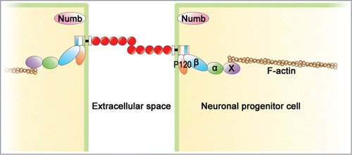 Figure 3. Structure of adherens junction (AJ) in NPCs. N-cadherin-based AJ is developed in the apical domain of NPCs. Its extracellular domains of N-cadherin on the adjacent cells bind to each other through homophilic interaction. The intracellular domain of N-cadherin, β-catenin (β), p120-catenin (p120), α-catenin (α), and a cytoskeleton, F-actin are connected to each other to construct AJ. Some actin binding molecules (X) mediate between α-catenin and actin fiber. Numb is involved in the mechanism by which AJ is formed in the apical region.