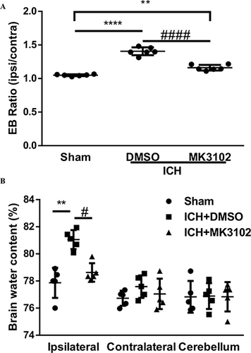 Figure 3 MK3102 decreased Evans blue extravasation and brain water content at 3 days after ICH. (A) Quantitative analyses of Evans blue extravasation (Ipsilateral/Contralateral). n = 6 per group. (B) Quantitative analyses of brain water content (%). n = 5 per group. All data are displayed as means ± SD. The difference between groups was analyzed using One-way ANOVA test. **p<0.01, ****p<0.0001 compared with sham group. #p<0.05, ####p<0.0001 compared with the ICH + DMSO group.