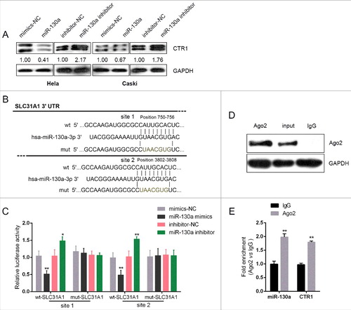 Figure 3. MiR-130a direct binding to the 3′UTR of SCL31A1 (A) HeLa and CaSki cells were transfected with miR-130a mimics or miR-130a inhibitor; the CTR1 protein levels in the indicated cells were determined using Western blot assays. (B) A wild-type and mutated SLC31A1 3′UTR luciferase reporter gene vector (wt-SLC31A1 3′UTR and mut-SLC31A1 3′UTR containing a 7 bp mutation in two predicted binding sites of miR-130a) was constructed. (C) The indicated vectors were co-transfected with miR-130a mimics or miR-130a inhibitor into HEK293 cells; the luciferase activity was then determined using dual luciferase assays. (D)-(E) Association of miR-130a and SOX9 with AGO2. HeLa cellular lysates were used for RNA immunoprecipitation with AGO2 antibody. Detection of AGO2 and IgG using Western blot (up), and detection of miR-130a or SOX9 using qRT-PCR (low). All data of SOX9 expression were normalized to β-actin mRNA expression levels. MiR-130a expression data was normalized to U6 small RNA expression. The data are presented as mean ± SD of three independent experiments. *P<0.05, **P<0.01.