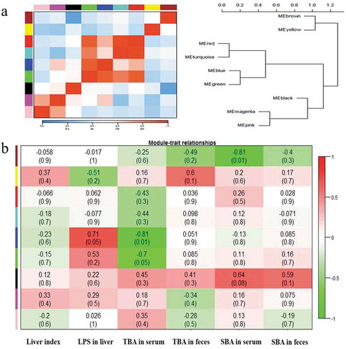 Figure 6. The correlations and heat-map to show the network interactions between liver traits and microbial communities.(a) The hierarchical clustering based on the Pearson correlations among module. One color represents one microbiota module; (b) Heat-map shows the coefficient values between liver traits and gut microbiota. Red color means higher correlation whereas green color signified lower correlation. The above values represent the similarity coefficients. The values in parentheses represent P value.