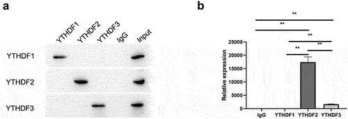 Figure 5. METTL14 in conjunction with YTHDF2 inhibits the expression and translation of MAP2 mRNA. (a) Validation of the RIP assay with antibodies against YTHDF1, YTHDF2, and YTHDF3 by Western blotting. (b) Binding between YTHDF1, YTHDF2, and YTHDF3 and MAP2 detected by qPCR. **P < 0.01.