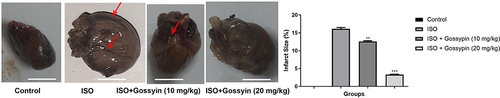 Figure 1 Effect of Gossypin on the heart tissue and cardiac infarct size. Values are presented as mean± standard error mean (SEM). Where **P<0.01 and ***P<0.001 were consider as significant, more significant and extreme significant. All group contains 6 rats.