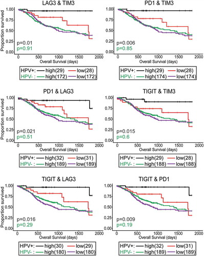 Figure 8. Concordant levels of multiple markers of T-cell exhaustion is strongly associated with survival in patients with HPV+ head & neck carcinomas. Overall survival of patients within the HPV-positive cohort dichotomized by median transcript levels of the indicated pairs of T-cell exhaustion markers. Comparison between groups was made by the 2-sided log-rank test. Red = low expression of the indicated gene in HPV+ samples, Black = high expression of the indicated gene in HPV+ samples, Purple = low expression of the indicated gene in HPV- samples, Green = high expression of the indicated gene in HPV- samples.