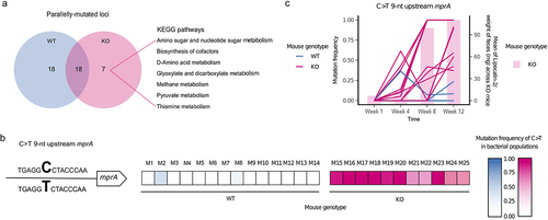 Figure 2. Parallel evolution of E. coli in inflamed mice revealed a disease-specific genetic signature.