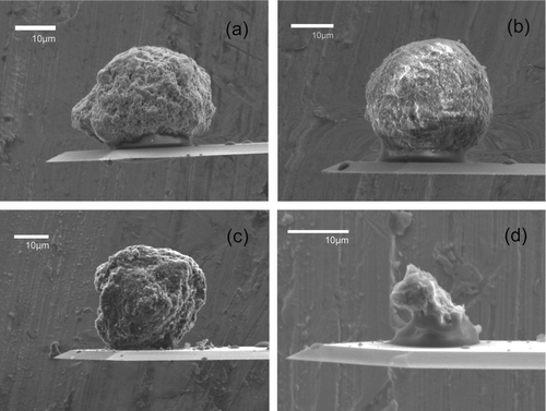 FIG. 3 SEM images of single selected particulates attached to the end of tipless AFM cantilevers: (a) dust tip 1, (b) dust tip 2, (c) activated carbon tip 1, and (d) activated carbon tip 2.