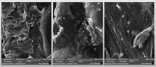 Figure 3. Collagen sponge containing nano- and micro-particles of poly caprolactone for use in cartilage tissue engineering.