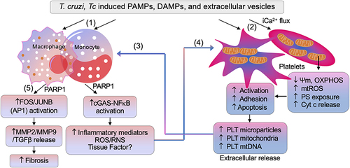 Figure 7 Potential cross talk between platelets and macrophages in Chagas disease. (1) Trypanosoma cruzi (Tc), and Tc-induced pathogen associated molecular patterns (PAMPs), damage associated molecular patterns (DAMPs), and extracellular vesicles signal initial proinflammatory activation of macrophages. (2) Platelets encountering T. cruzi–induced molecules undergo intracellular Ca2+ flux–mediated mitochondrial stress presented by a decline in membrane potential (Ψm) and oxidative phosphorylation (OXPHOS) capacity, and an increase in mitochondrial reactive oxygen species (mtROS), Cyt c release, and phosphotidyle serine (PS) exposure. These events signal platelet activation, aggregation, and subsequent apoptosis. (3) Extracellular vesicles, microparticles, mitochondria, and mtDNA released by Tc, Tc-infected cells, and platelets are phagocytized by macrophages, and elicit transcriptional activation of mediators of inflammation and oxidative stress (ie, ROS and reactive nitrogen species [RNS]). (4) Macrophage inflammatory mediators, along with tissue factors, can sustain platelet activation and apoptosis. (5) PARP1–AP1 synergy also signals release of profibrotic molecules, ie, matrix metalloproteinase 2 (MMP2), MMP9, and TGFβ, leading to tissue fibrosis in Chagas disease.