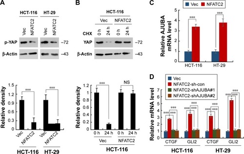 Figure 5 NFATC2 activates Hippo/YAP signaling by upregulation of AJUBA. (A) Western blot analysis of phosphorylated YAP in NFATC2-overexpressing and control HCT-116 and HT-29 cells. (B) Western blot analysis of YAP in NFATC2-overexpressing and control HCT-116 and HT-29 cells pretreated with cycloheximide for the inhibition of new protein synthesis. (C) qRT-PCR analysis of AJUBA in NFATC2-overexpressing and control HCT-116 and HT-29 cells. (D) qRT-PCR analysis of CTGF and GLI2 in AJUBA-knockdown NFATC2-overexpressing and control HCT-116 and HT-29 cells. Data are represented as mean ± SD; ***P<0.001; two-tailed Student’s t-test.