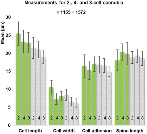 Fig. 1. Cell measurements (means and standard deviations) in strains AICB 1155 and 1572, showing the number of cells in the coenobium.