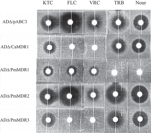 Figure 5. Susceptibility of S. cerevisiae ADΔ/pABC3, ADΔ/CaMDR1, AD∆/PmMDR1, AD∆/PmMDR2, and AD∆/PmMDR3 to xenobiotics.Amounts (μg) loaded on discs: KTC, ketoconazole (0.04); FLC, fluconazole (3); VRC, voriconazole (0.025); TRB, terbinafine (100); Nour, nourseothricin (50).