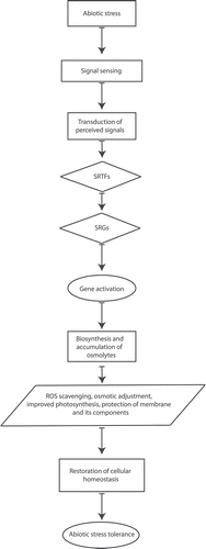 Figure 1. Schematic representation of overall relation between abiotic stress and osmolytes. (Upon insight of abiotic stress signal, the related signaling pathway is initiated and results in the induction of stress-responsive transcription factors (SRTFs) which consequently upregulate stress-responsive genes (SRGs) related to biosynthesis and accumulation of osmolytes such as free amino acids and their derivatives, carbohydrates and soluble sugars, polyols, polyamines, free amines to protect and make plants tolerant of encountered abiotic stresses.)